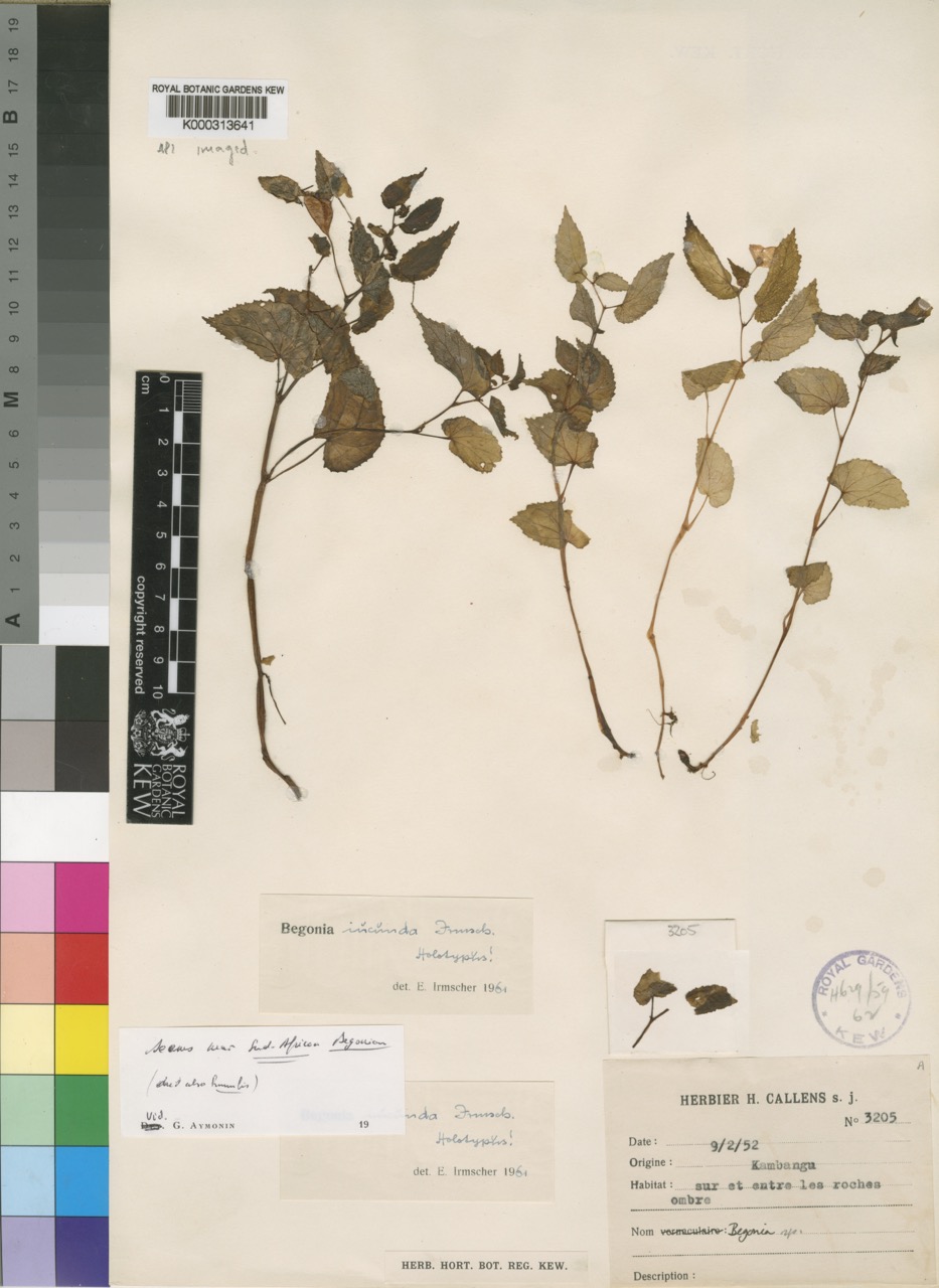 B. iucunda